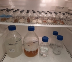 Image of the lab-based method to simulate human digestion to measure mercury bioaccessibility