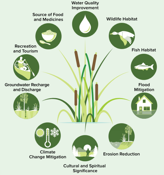 Wetlands, as well as other landscapes as a whole, provide a multitude of ecosystem services. These range from water purifying, habitat, and cultural services. Source: Ontario Ministry of Natural Resources and Forestry. 2017. A Wetland Conservation Strategy for Ontario 2017–2030. Queen’s Printer for Ontario. Toronto, ON. 52 pp.